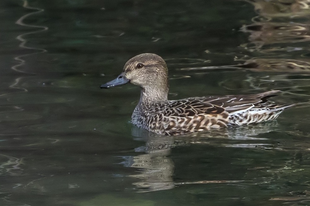 Marzaiola (Anas querquedula), femmina